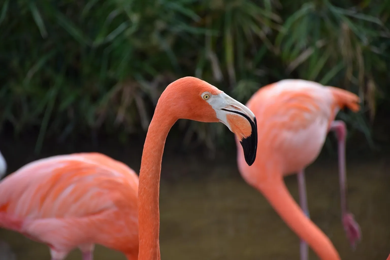 Bilety do Gatorland: najczęstsze błędy przy rezerwacji online