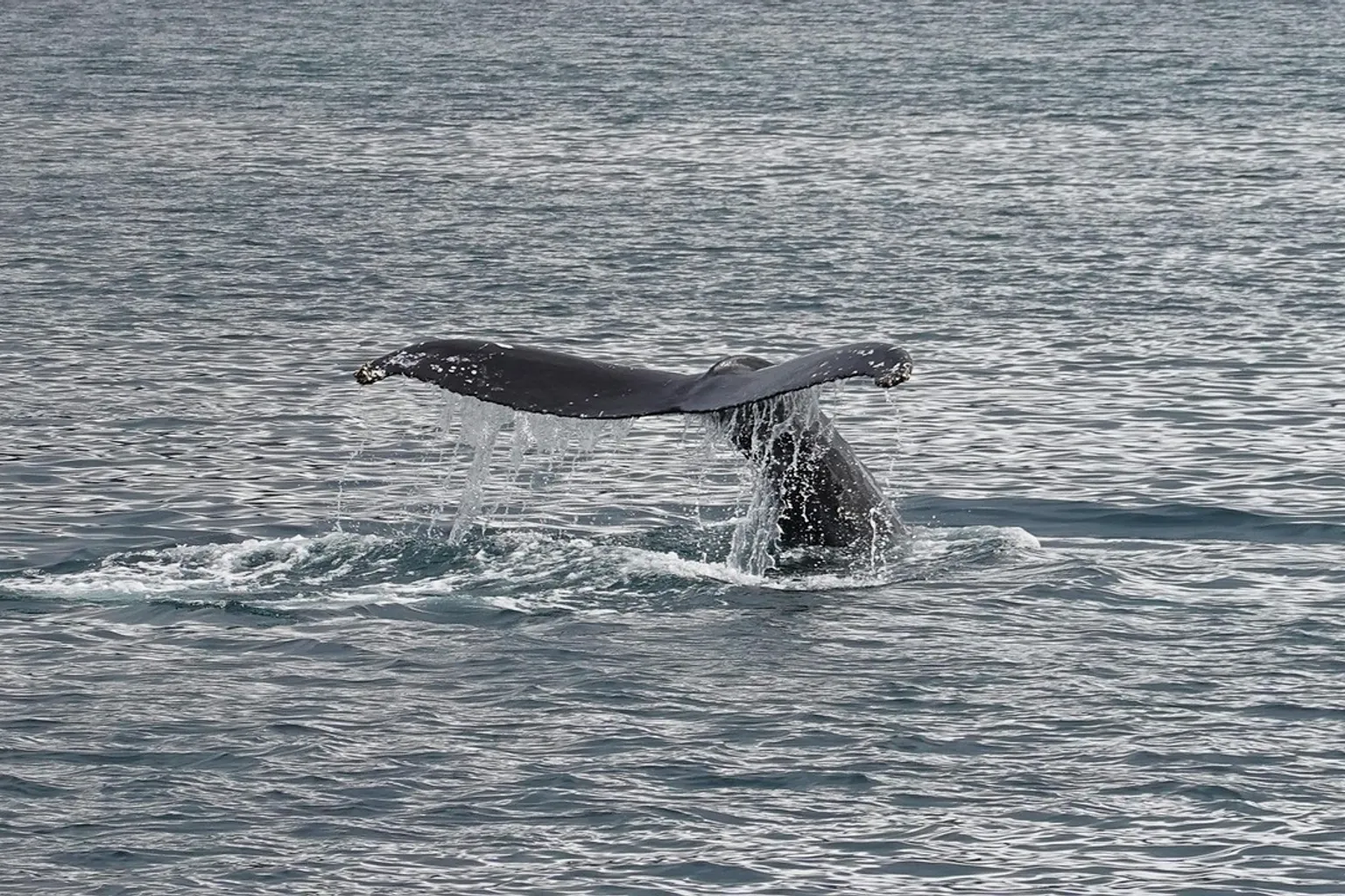 Whales of Iceland bilety: zakup i rezerwacja krok po kroku